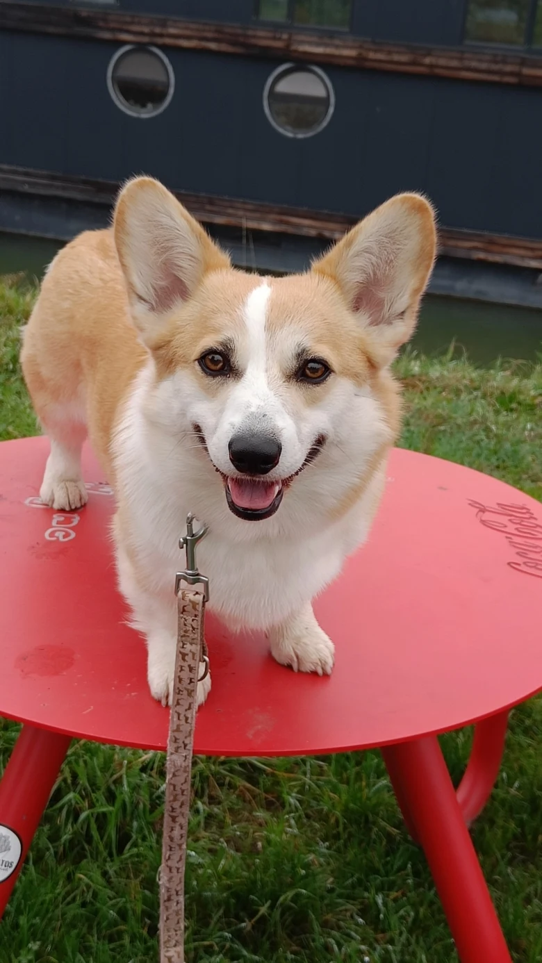 Šťastný welsh corgi pembroke stojí na červeném stole venku.