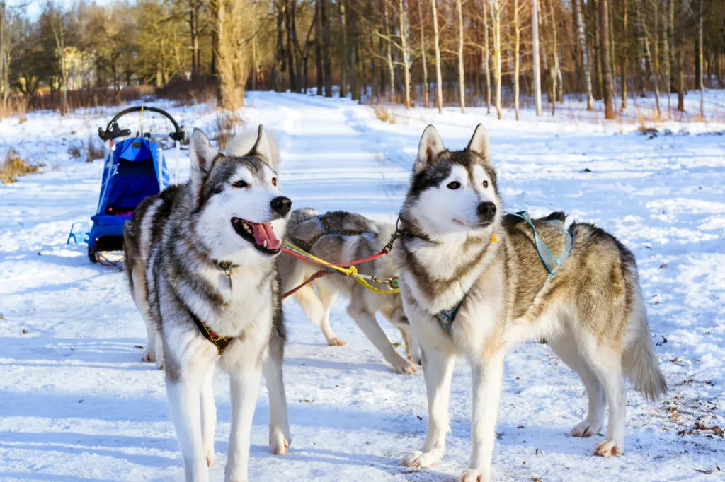 Dva sibiřští husky v povozu na sněhu