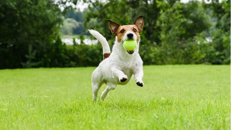 Jack Russel teriér běží s tenisovým míčem v tlamě.