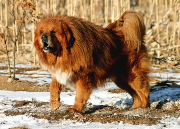 Velká hnědá tibetská doga stojí na sněhu.