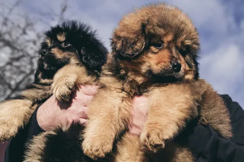 Dva štěňata tibetské dogy držená v rukou člověka.