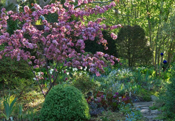 Blooming flowering shrub in garden