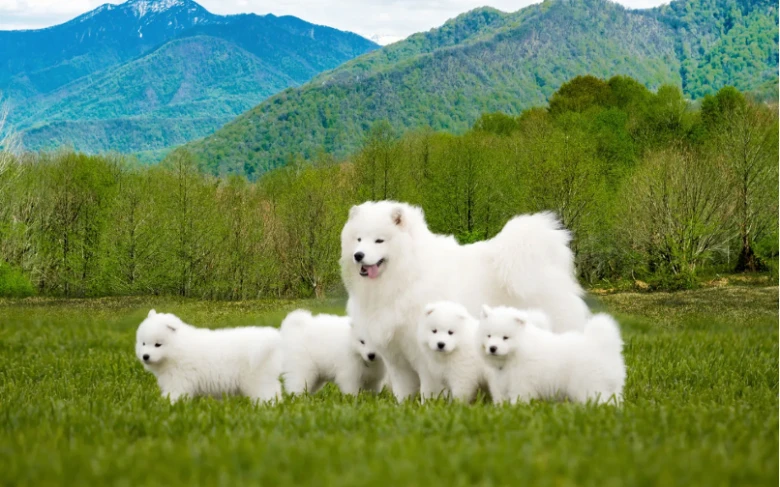 Bílý samojed s štěňaty na zelené louce před horami.
