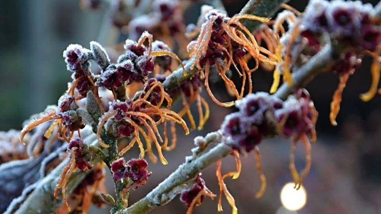 Zamrzlé květy vilínu hamamelis pokryté mrazem na větvích.