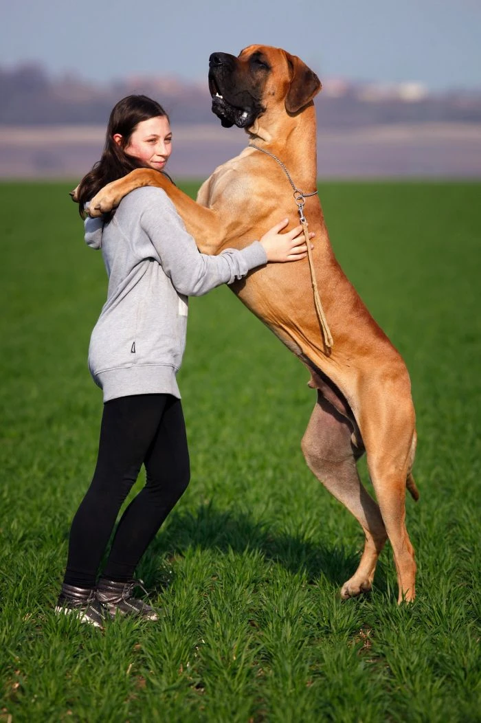 Dívka drží velkého hnědého psa na zadních nohách.