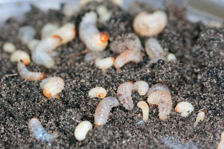 Bílá larva lalokonosce v zahradní půdě.