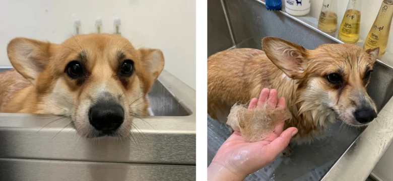 Welsh Corgi Pembroke se koupe v kbelu s odstraňováním podsrstí.