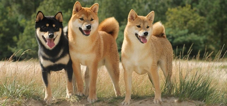 Tři shiba inu stojí v trávě na pozadí stromů.