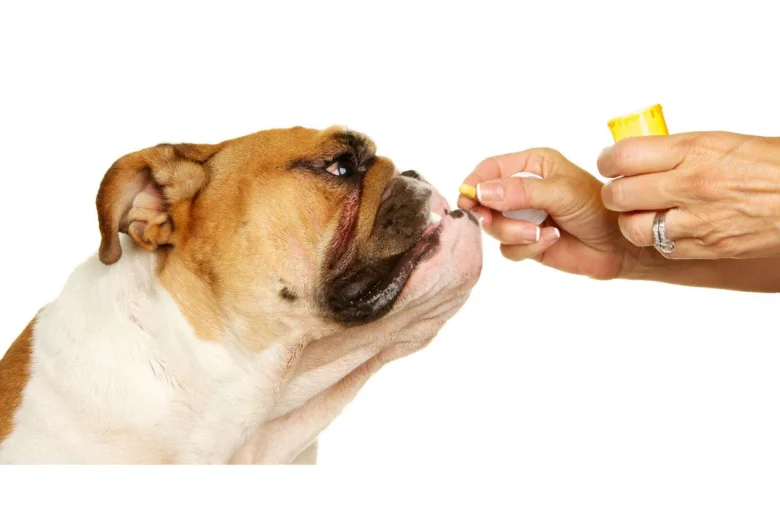 Pes bere odčervovací tabletu z ruky člověka.