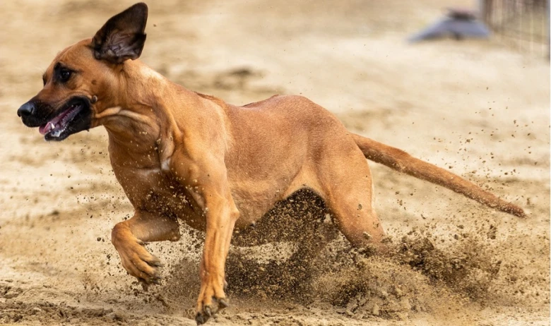 Rhodéský ridgeback běží přes písečný terén.