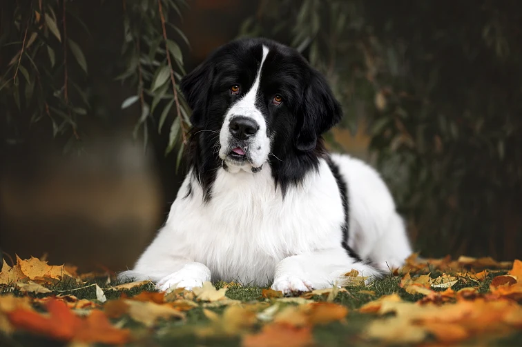 Černobílý pes plemene landseer leží na trávě mezi podzimními listy.