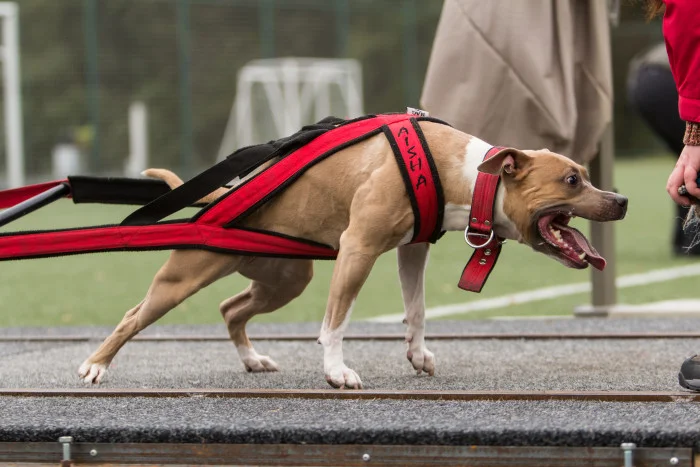 Americký pitbulteriér v červeném úvazku při cvičení.