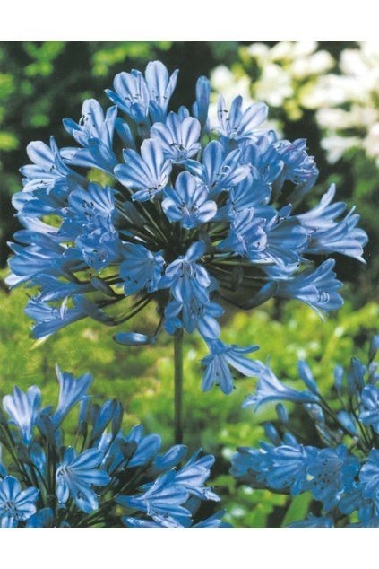 Modrý květ kalokvět agapanthus v plném rozkvětu na pozadí zelené zahrady.