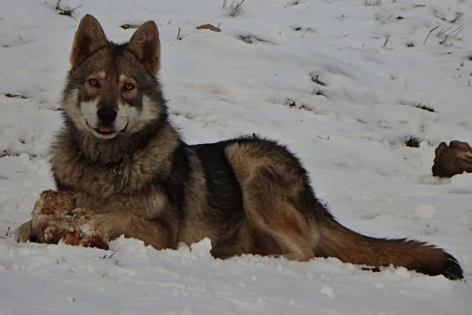 Saarloos wolf dog lying in snow