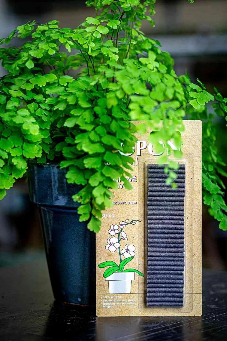 Kvetoucí paprsek v květináči s balením substrátu pro pěstování.