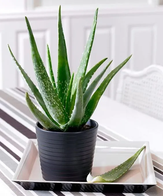 Zdravá rostlina aloe vera v černém květináči na bílém podnose.