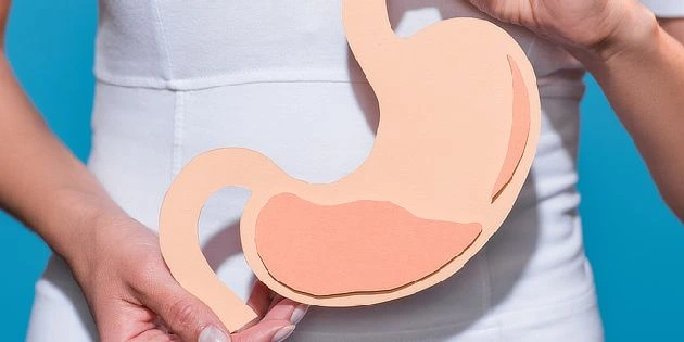 Stomach model held by person