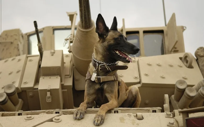 Belgický ovčák malinois sedící na vojenském vozidle.