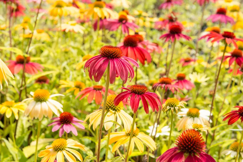 Květiny rudbeckie rostoucí v zahradě s barevnými květy a zeleným listím.