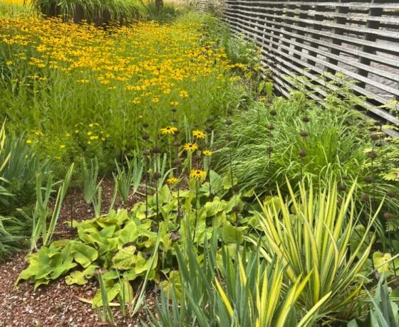 Perennial wildflower garden