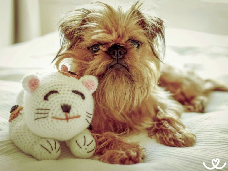 Belgian griffon dog with toy