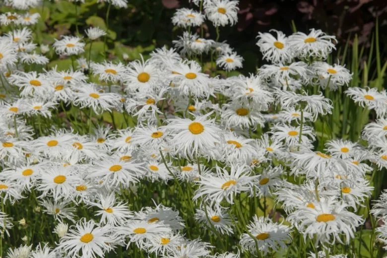 Bílé květy kopretiny leucanthemum rostoucí v zahradním záhonu.