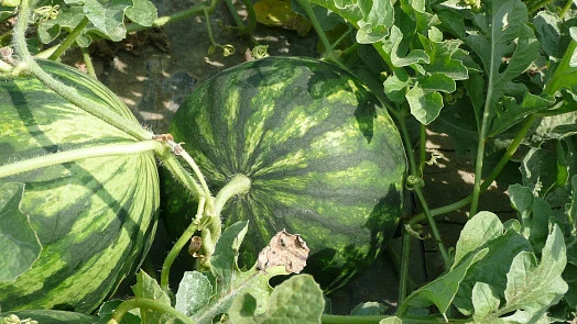 Dva zralé melouny rostoucí na vinici mezi listy.