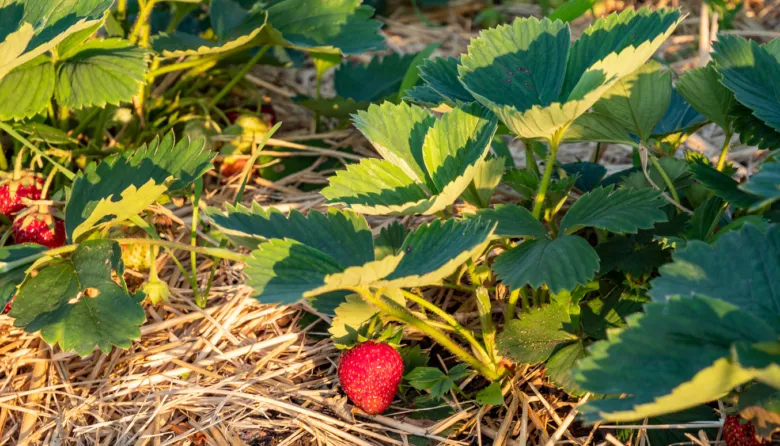 Strawberry plants and fruit