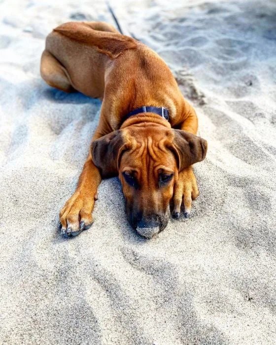 Hnědý rhodéský ridgeback leží na písku a dívá se dolů.