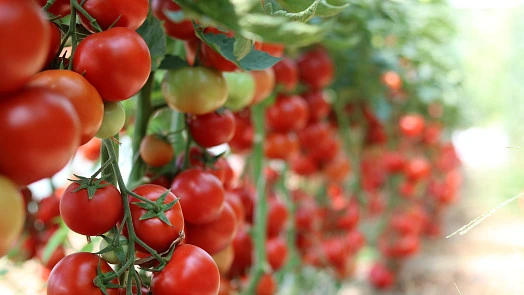 Tomato plants with fruit