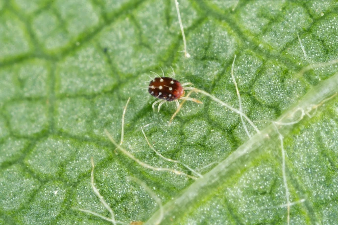 Spider mite on leaf