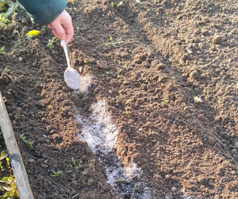 Ruka s lžičkou rozkládá hnojivo do řady pro pěstování mrkve.