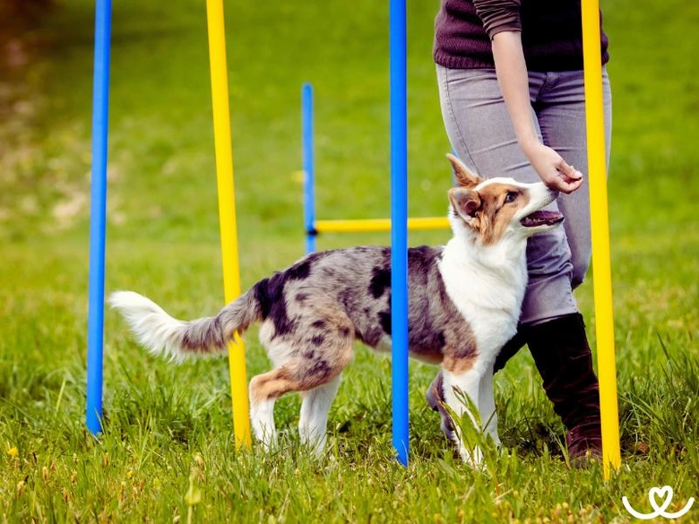 Pes se učí agility s trenérem na venkovním cvičišti.