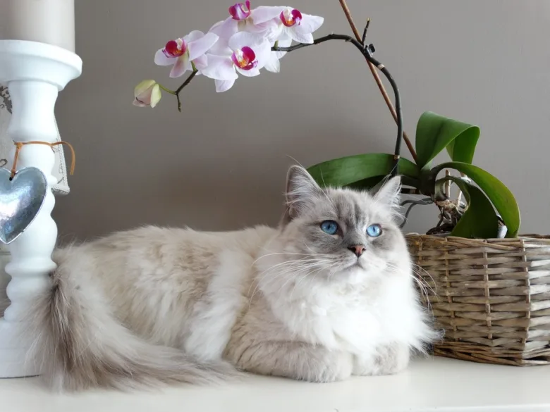 Ragdoll kočka s modrýma očima leží vedle kvetoucí orchidee.