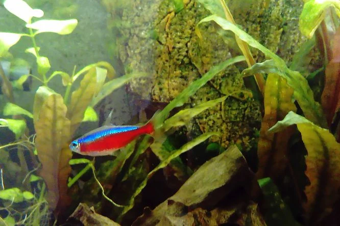 Neonka plave mezi rostlinami v akvariu.