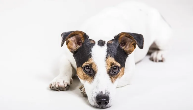 Jack Russel teriér ležící na bílém pozadí.
