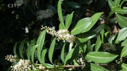 Privet plant with flowers