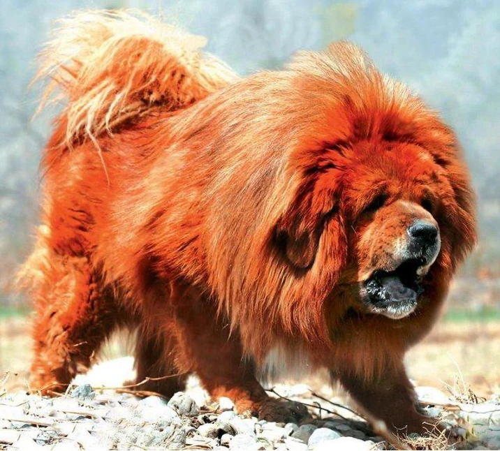 Velká červenohnědá tibetská doga stojí na kamenité zemi.