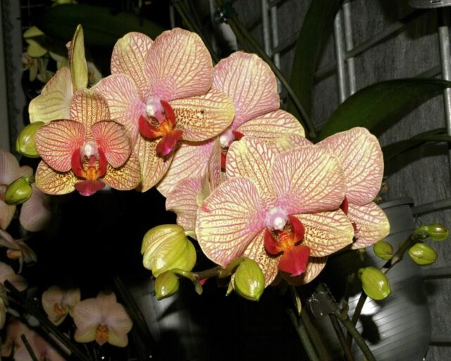 Rostoucí phalaenopsis s květy růžovo-žluté barvy na tmavém pozadí.