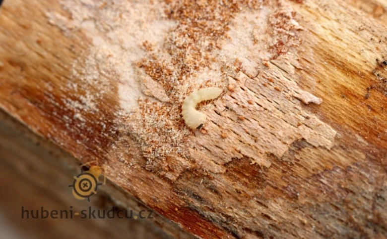 Larva červotoče na dřevě s pilinami kolem ní.