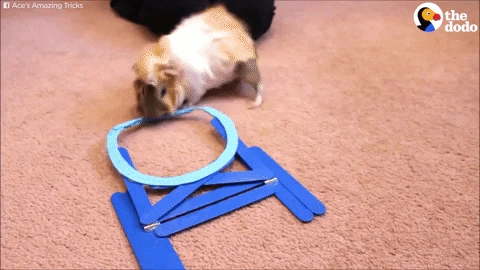 Morče hraje s modrým kruhovým hračkou na podlaze.