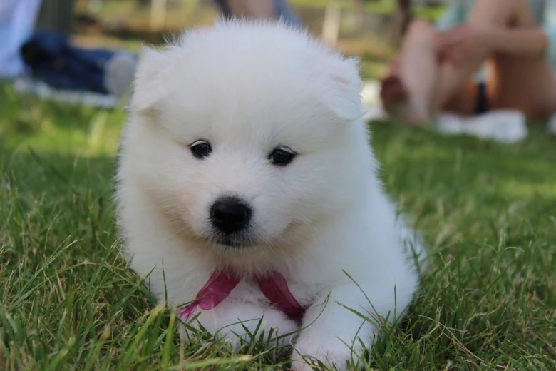 Bílý samojed štěně sedí na trávě venku.