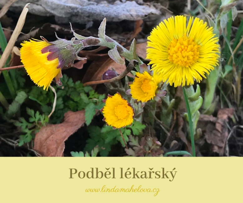 Žluté květy podbělu lékařského rostoucí mezi listím.