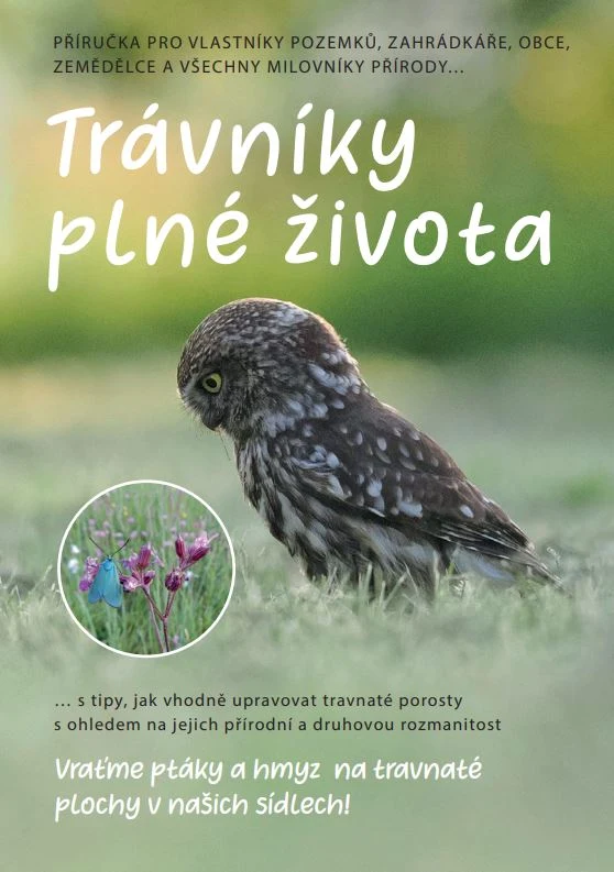 Malý sýček na trávníku mezi kvetoucími rostlinami.