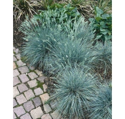 Modrozelené kostřavy rostoucí v zahradě vedle dlažby.