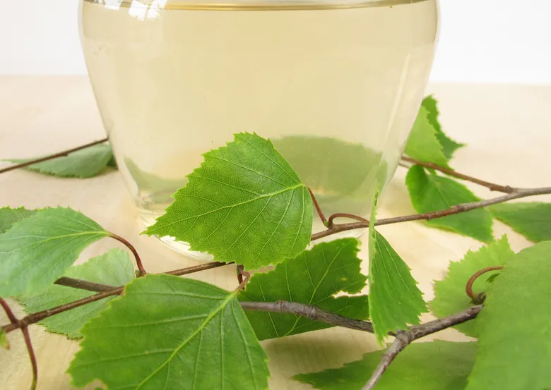 Birch leaves and water in glass