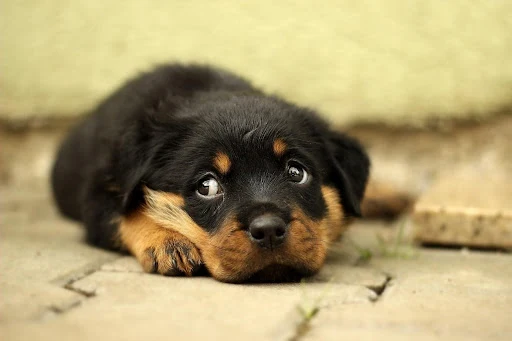 Mladý štěně rottweilera leží na dlažbě.