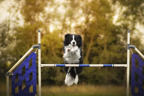 Černobílý border collí skáče přes modrý překážku v agility.