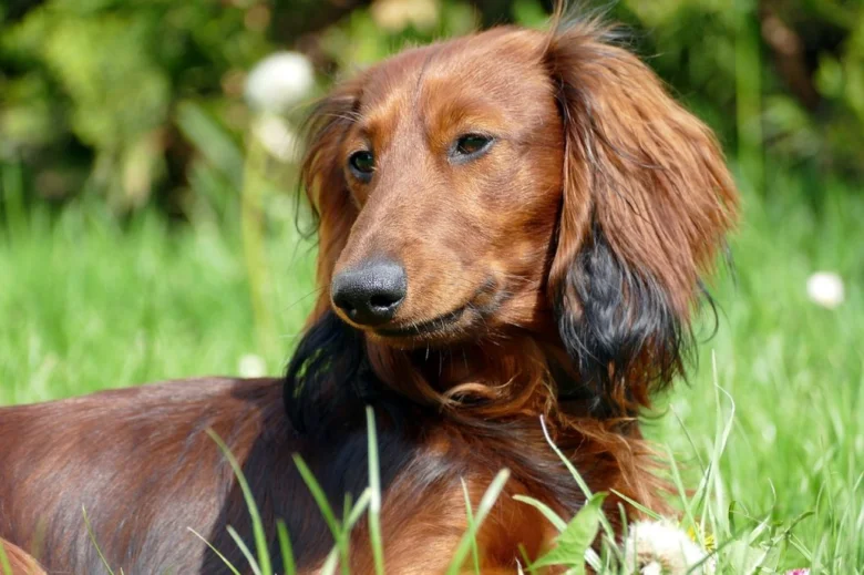 Hnědý jezevčík s dlouhými srstí leží na trávníku venku.