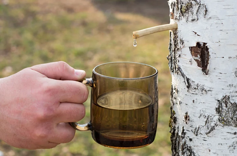 Ruka drží skleničku pod pramenem březové šťávy tekoucí z kůry břízy.
